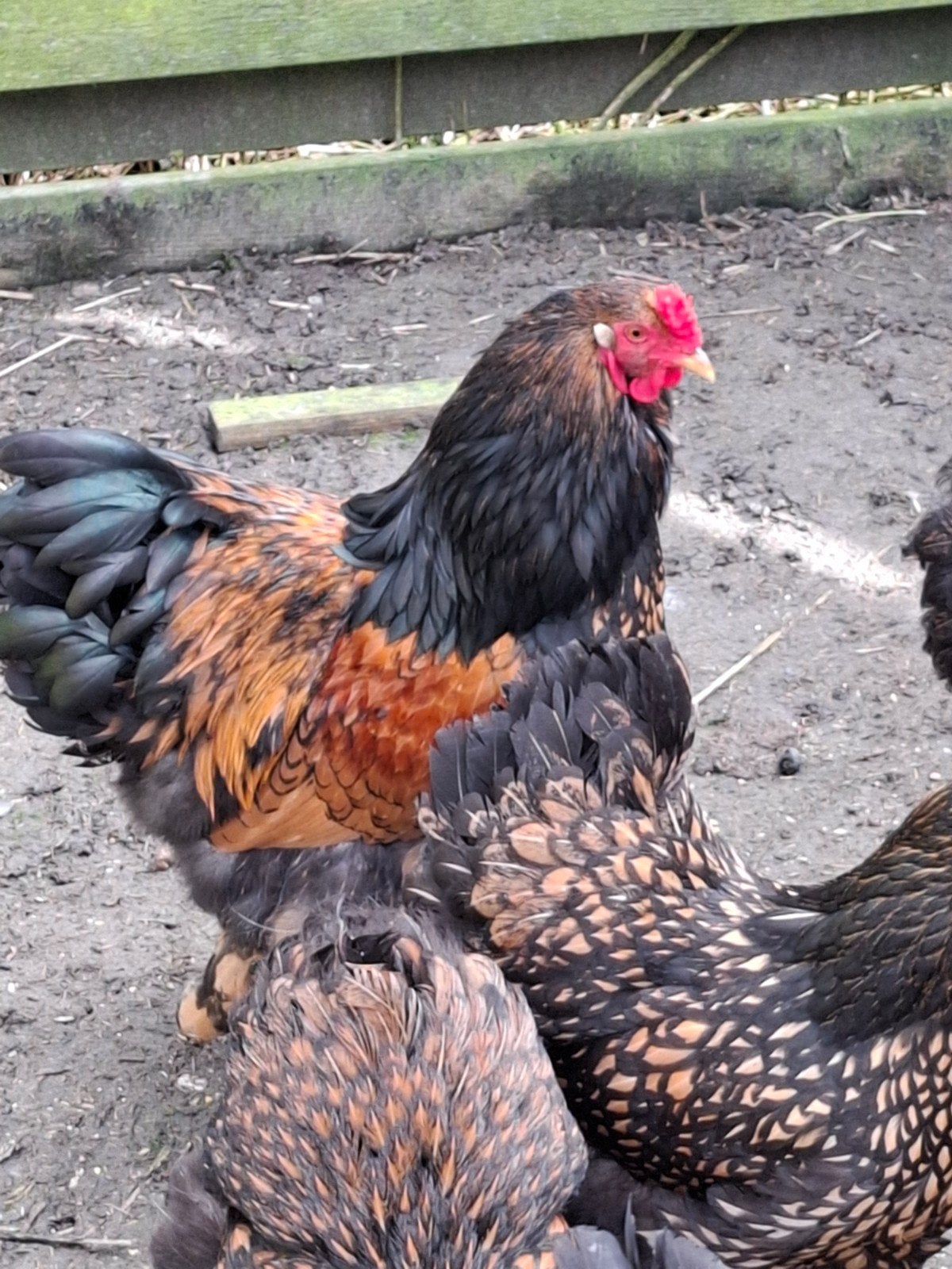 brahma groot goud zwart gezoomd, Kip