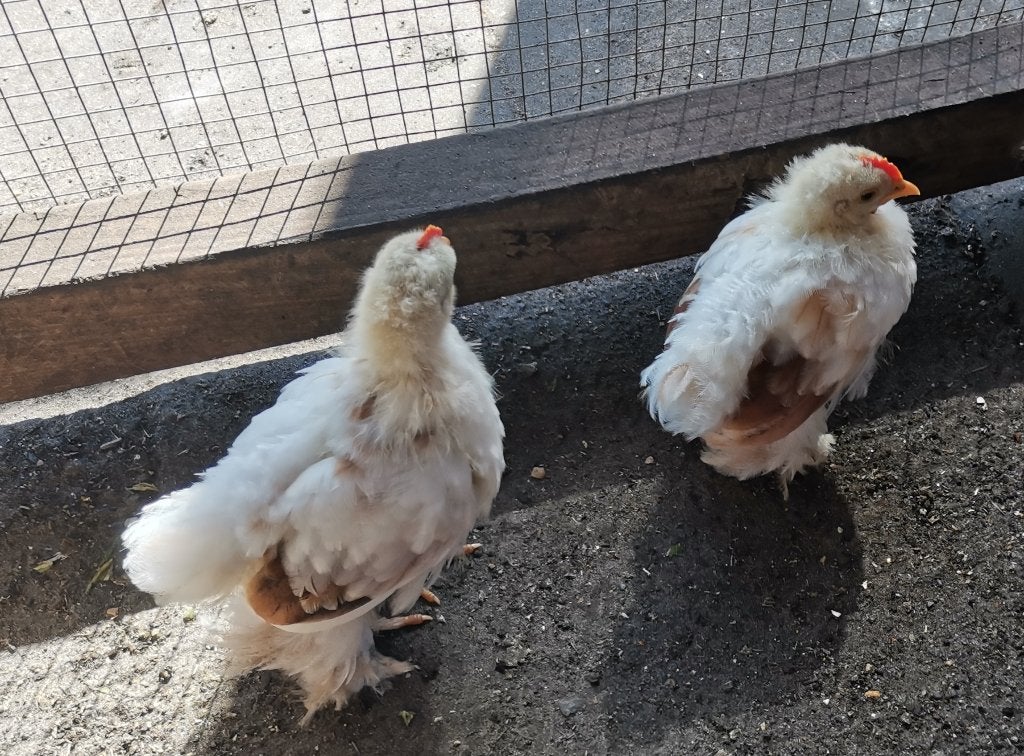 Cochin kriel haantjes, Dieren en Toebehoren, Mannelijk, Kip