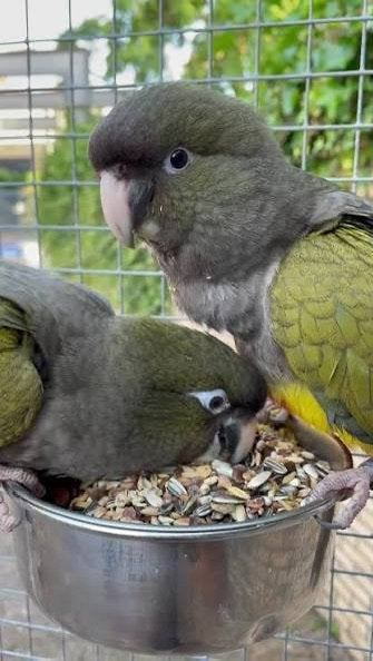 patagonische rotsparkiet koppel, Meerdere dieren, Parkiet, Geringd