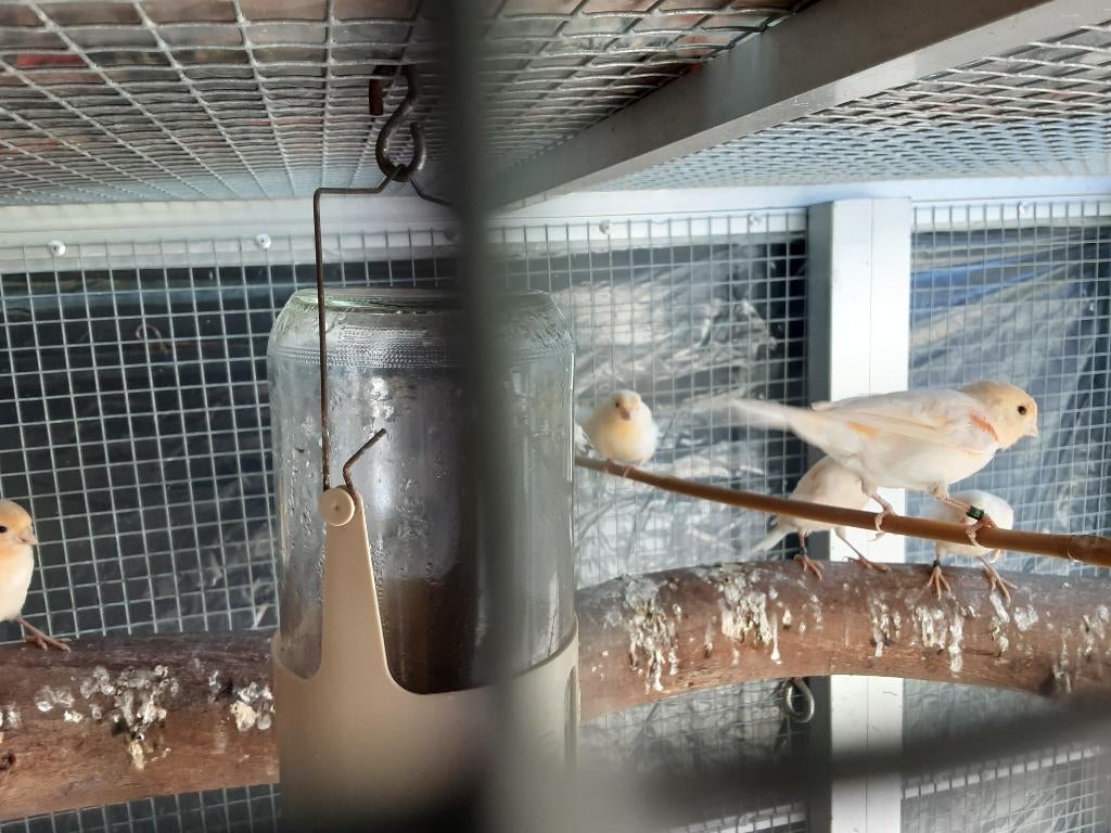 Jonge  roodmozaik kanaries, Dieren en Toebehoren, Vogels | Kanaries, Meerdere dieren, Kleurkanarie
