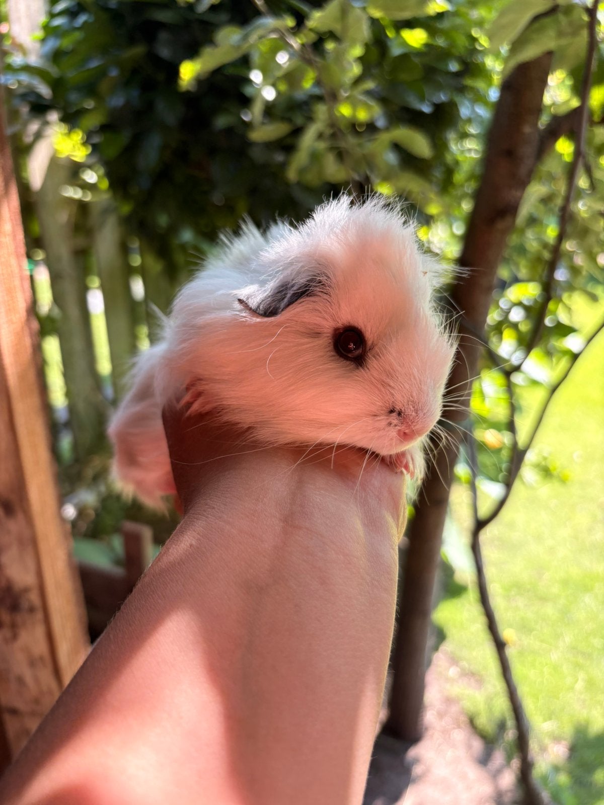 Nog 2 super lieve beertjes zoeken een goed tehuis, Dieren en Toebehoren, Knaagdieren, Cavia, Juni, Mannelijk, Tam