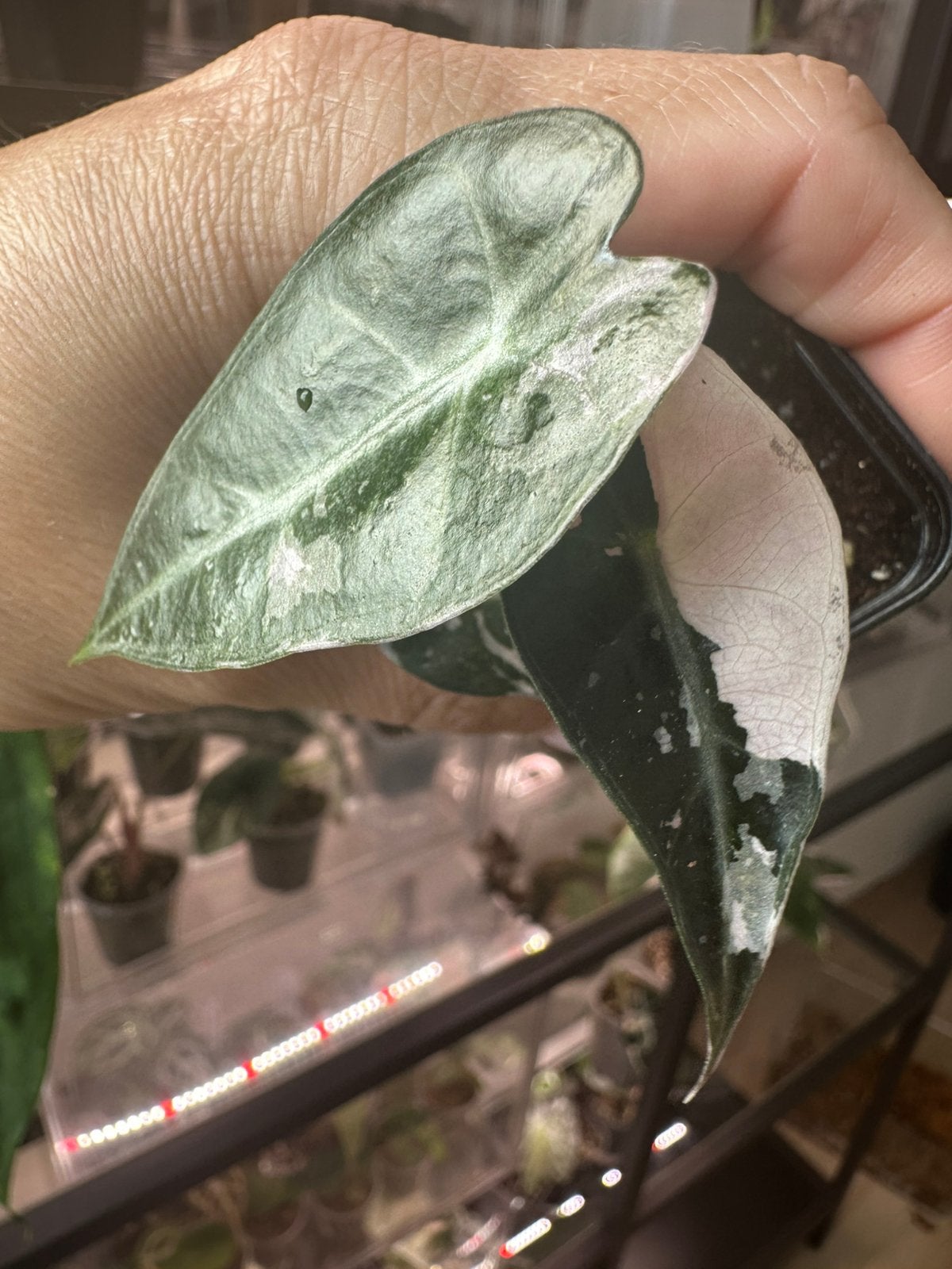 Alocasia bambino pink variegata, Huis en Inrichting, Kamerplanten, Minder dan 100 cm, Halfschaduw, Ophalen of Verzenden