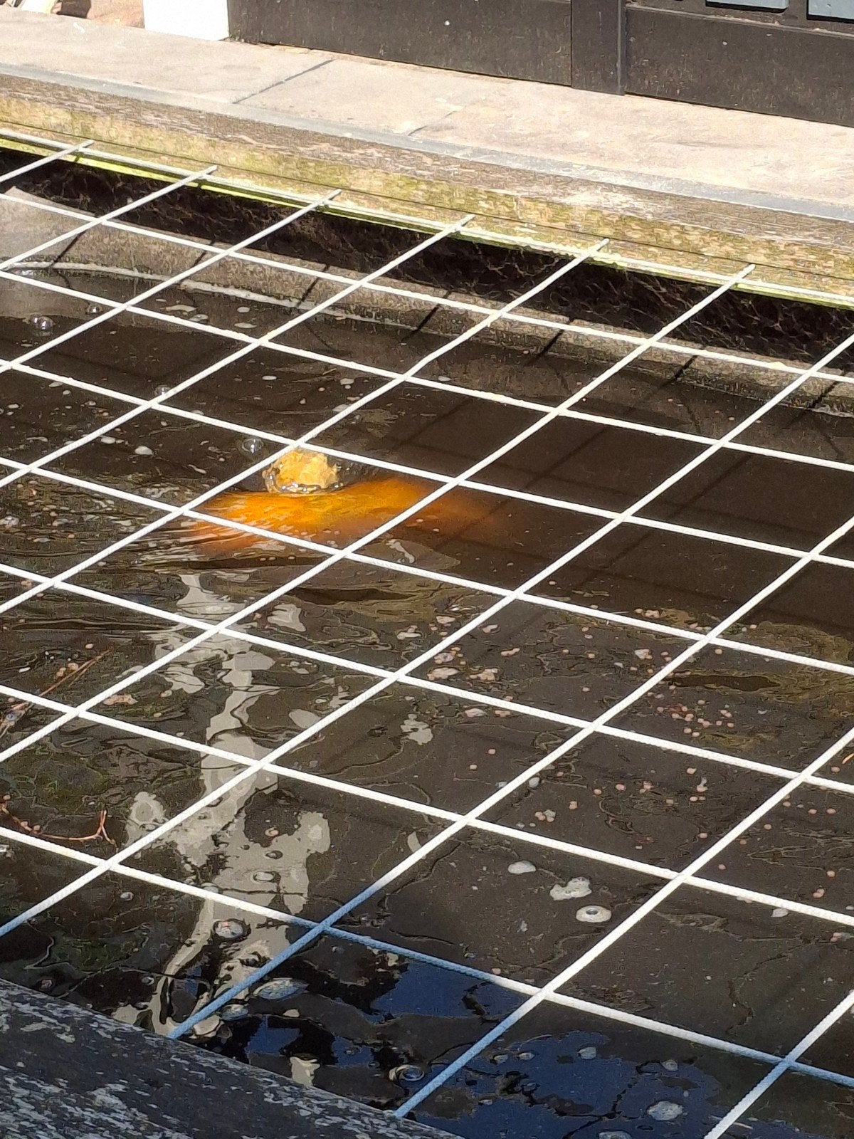 Complete vijverinstallatie met vissen, Tuin en Terras, Vijvers, Ophalen of Verzenden