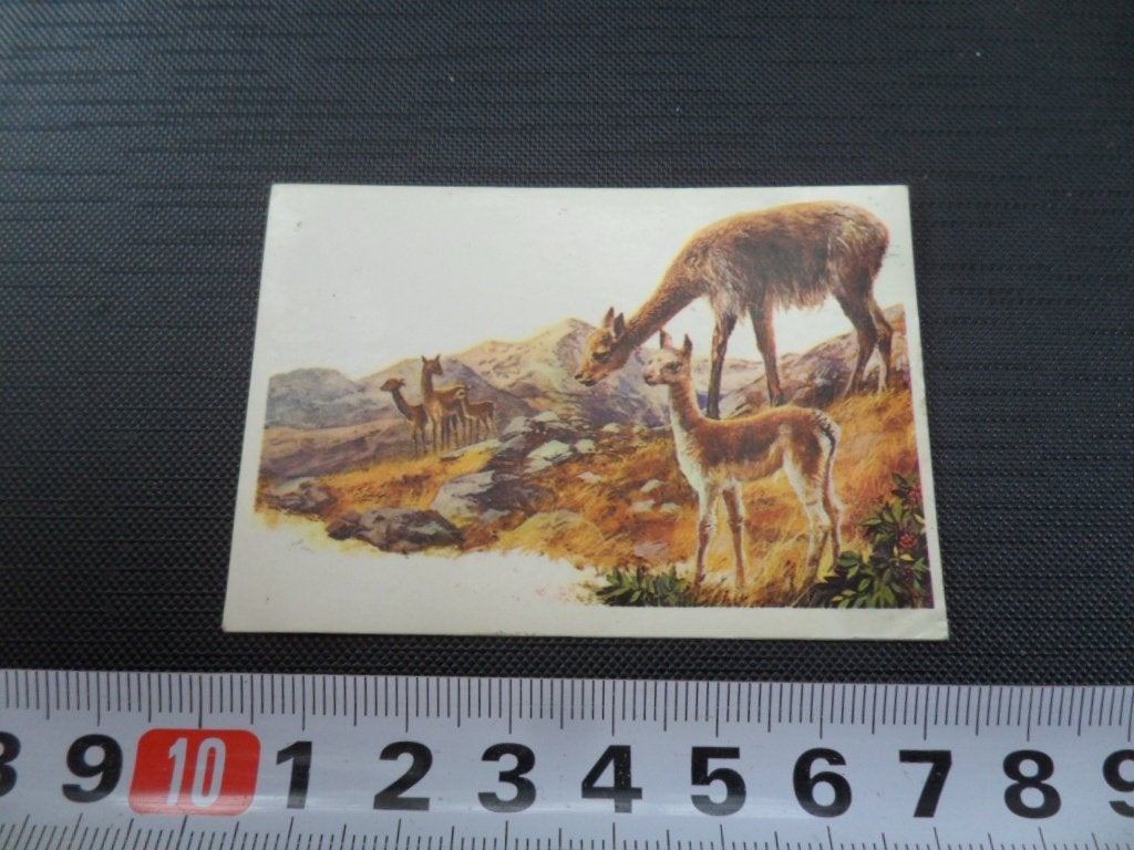sticker strip #186 schaapkameel la vigogne, Ophalen of Verzenden, Zo goed als nieuw