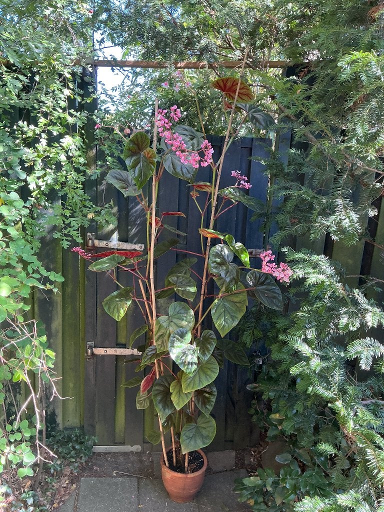 Begonia Oldemor, Ophalen, Vaste plant, Overige soorten, Halfschaduw