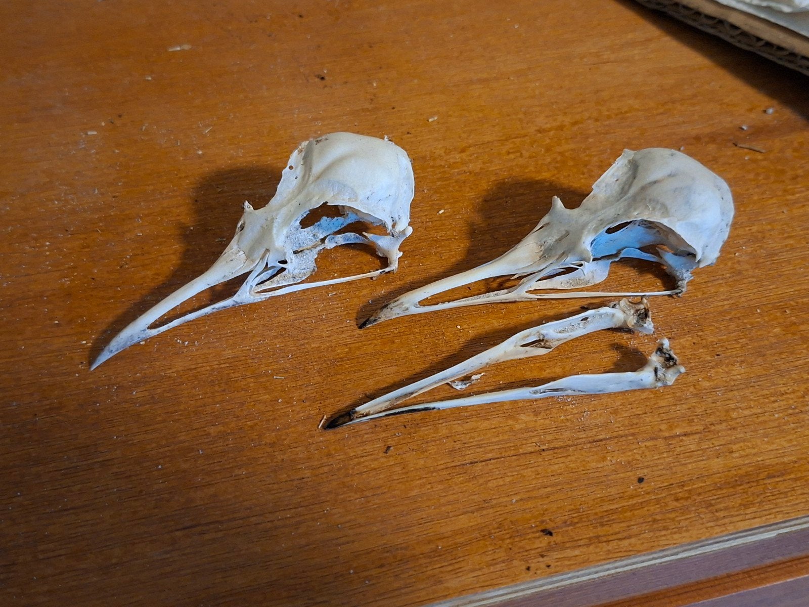 Twee vogelschedeltjes, Ophalen of Verzenden