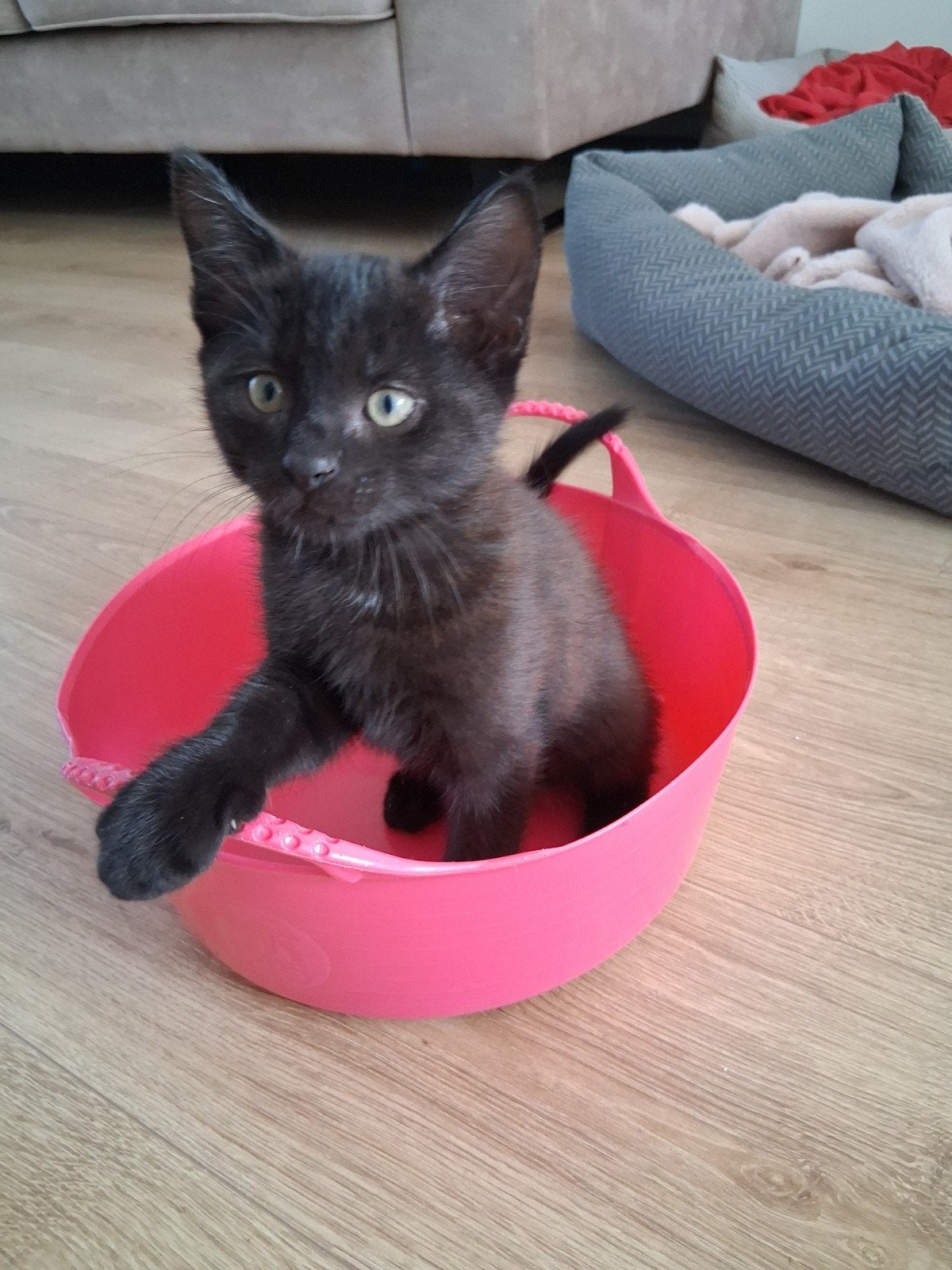 Kittens kruising Maine Coon en Europees Korthaar, Dieren en Toebehoren, Meerdere dieren