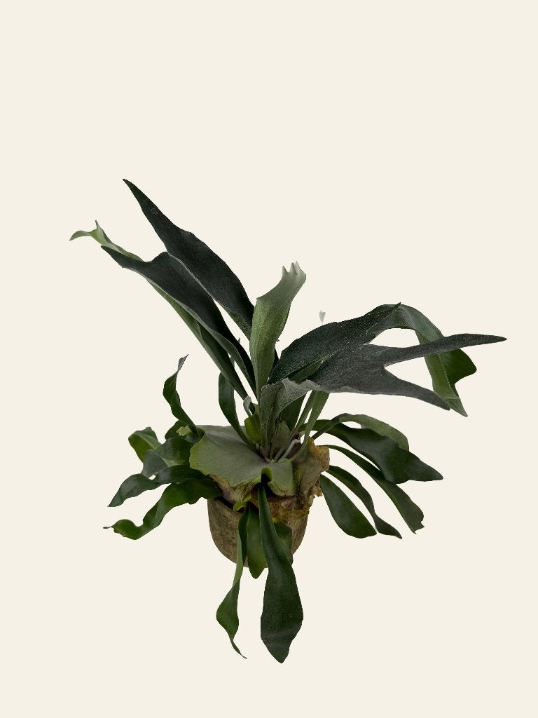 Hertshoornvaren- Platycerium, Ophalen of Verzenden, In pot, Halfschaduw, Minder dan 100 cm