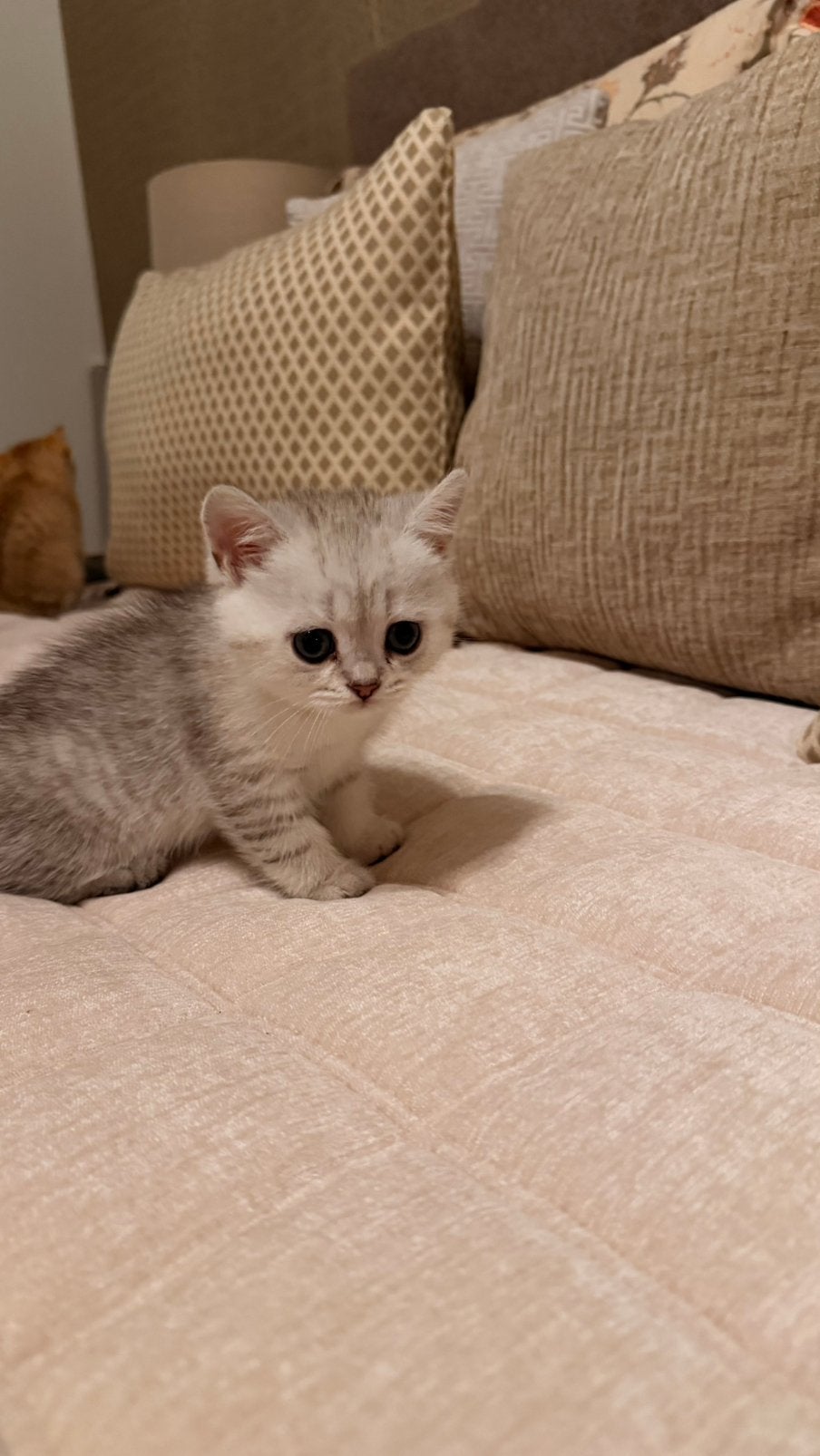 Britse Kortharen kittens (puur ras), Meerdere dieren