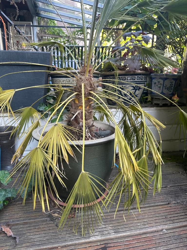 Grote palmboom in pot, Tuin en Terras, Volle zon, Vaste plant, Bloeit niet, Ophalen