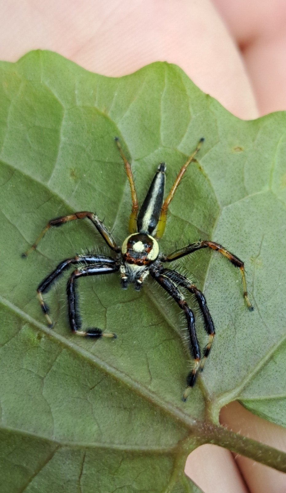 Two-striped Telamonia - Telamonia dimidiata., Spin of Schorpioen