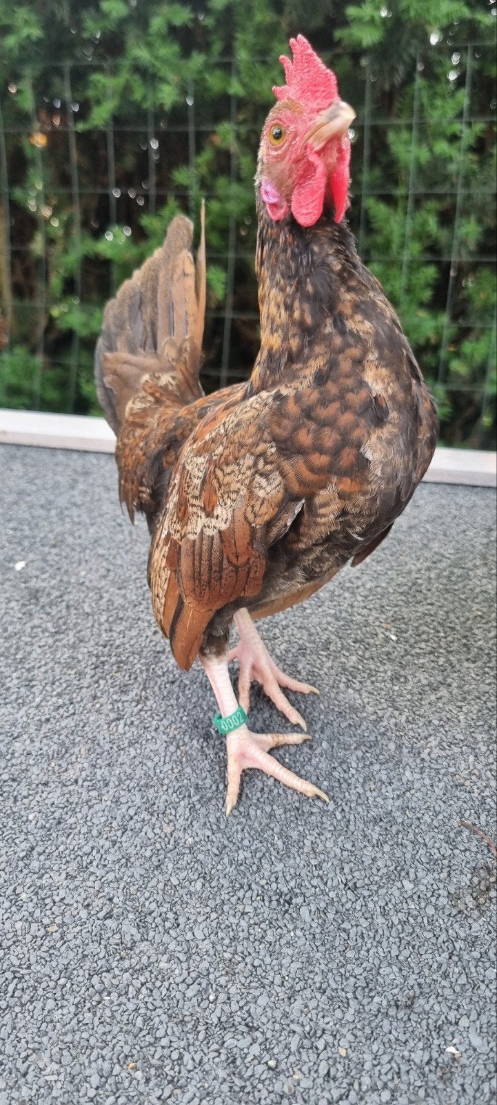 Serama haantje, Dieren en Toebehoren, Pluimvee, Mannelijk, Kip