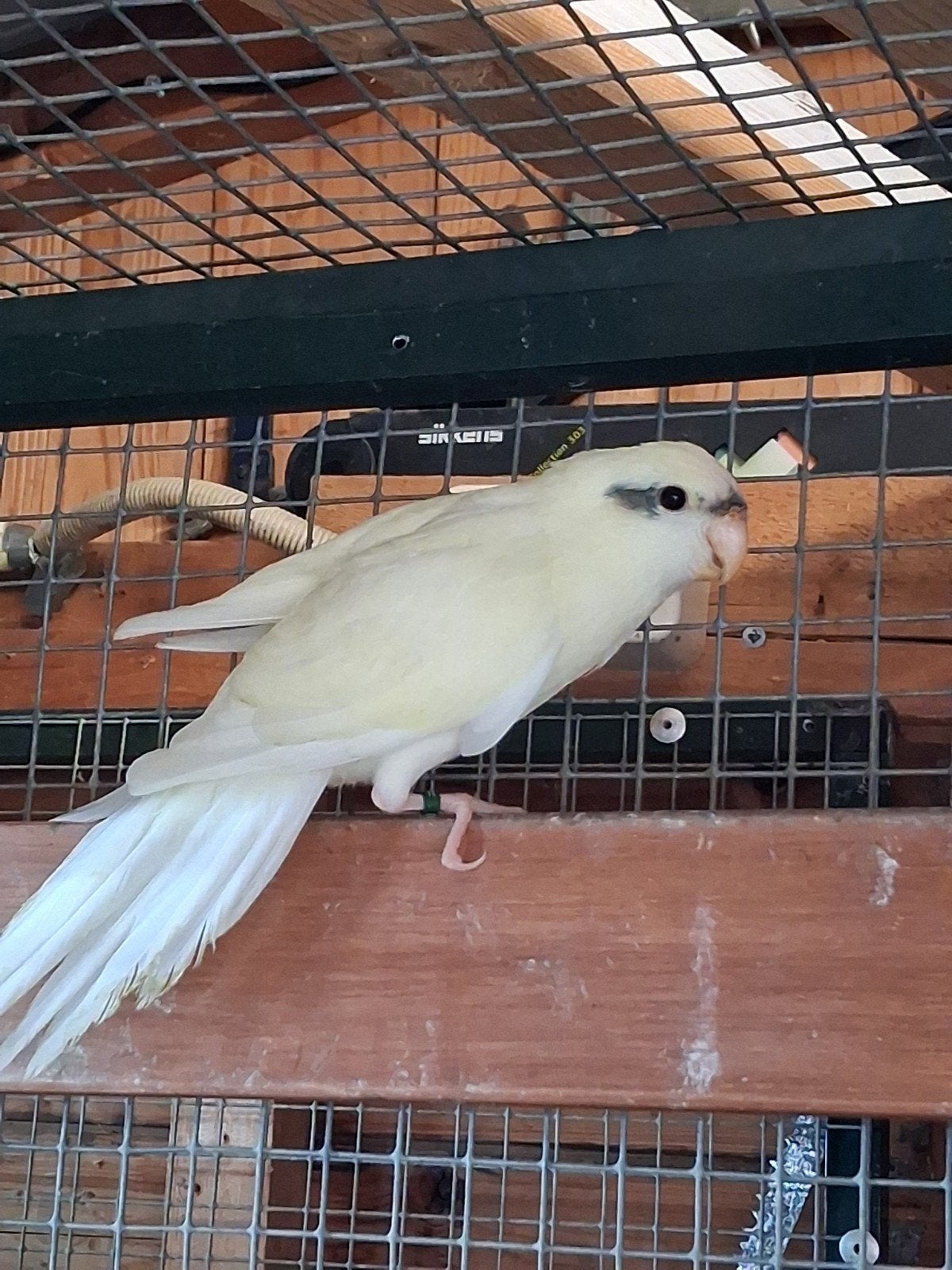 te koop jonge kakariki man, Dieren en Toebehoren, Mannelijk, Parkiet
