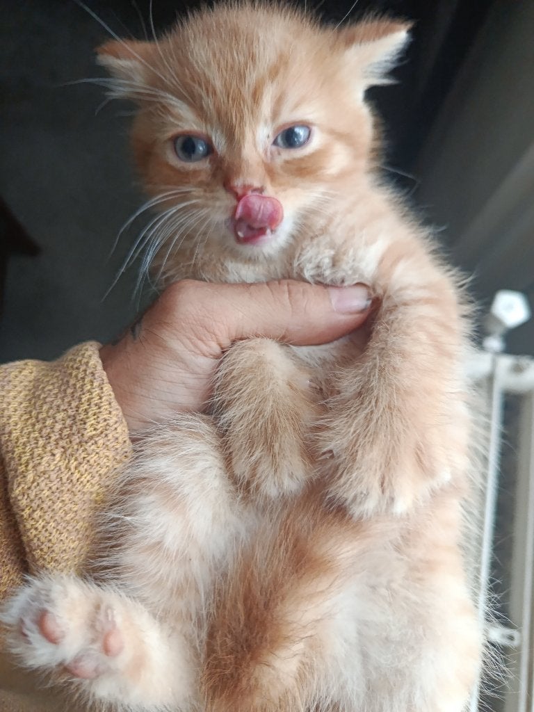 Britse korthaar kittens diverse kleuren :D, Dieren en Toebehoren, Katten en Kittens | Raskatten | Korthaar, Meerdere dieren, Ontwormd