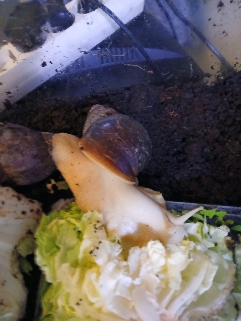 Agaat slakken, Overige soorten, 0 tot 2 jaar