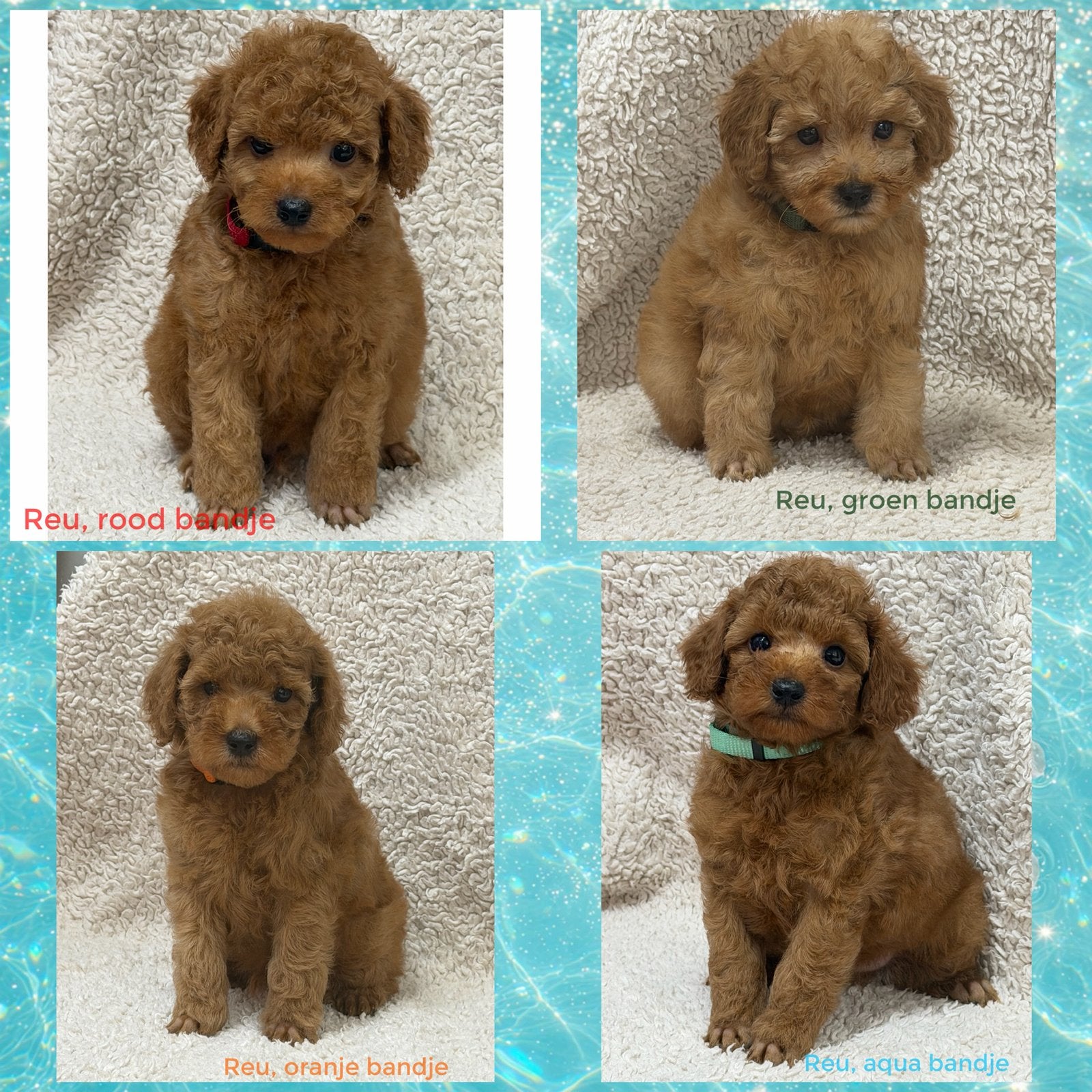 Rode Dwergpoedel pups, Dieren en Toebehoren, Poedel, Reu, CDV (hondenziekte), 8 tot 15 weken