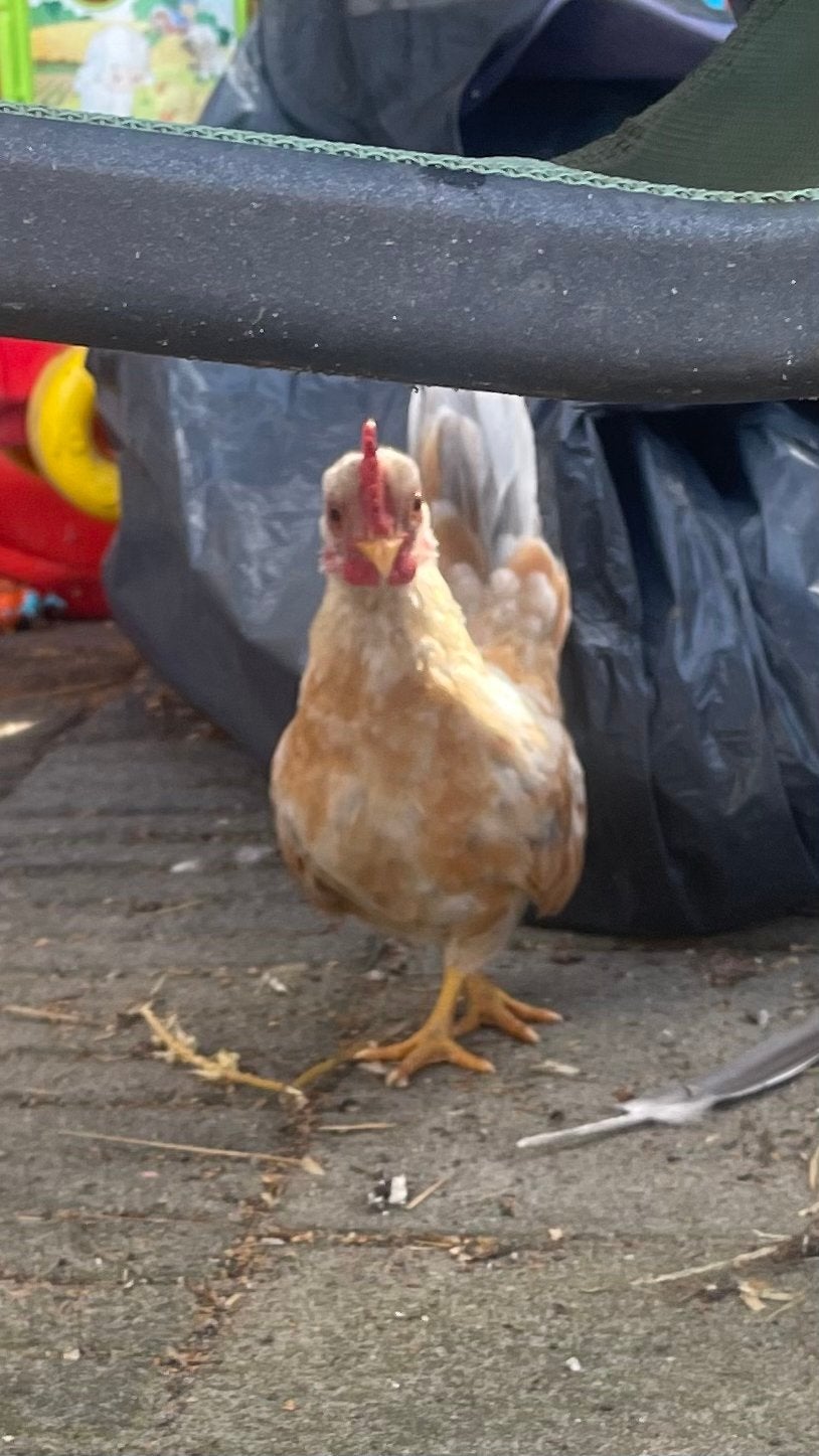 2 serama ayam haantjes, Mannelijk, Kip