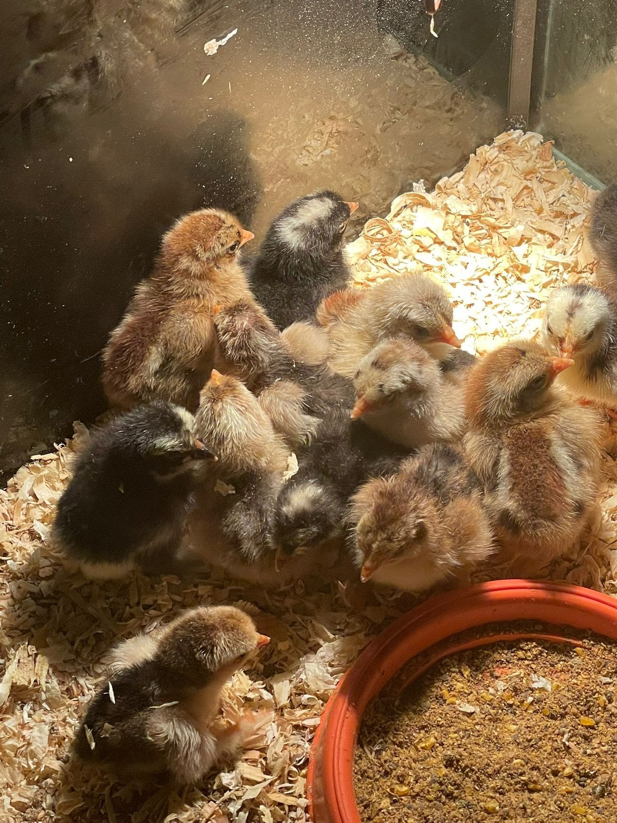 Cochin, Dieren en Toebehoren, Pluimvee, Meerdere dieren, Kip