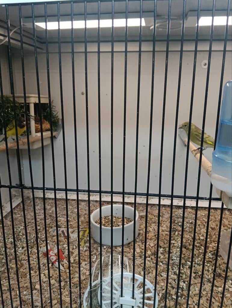Zwartkopsijzen koppel lichte, Meerdere dieren