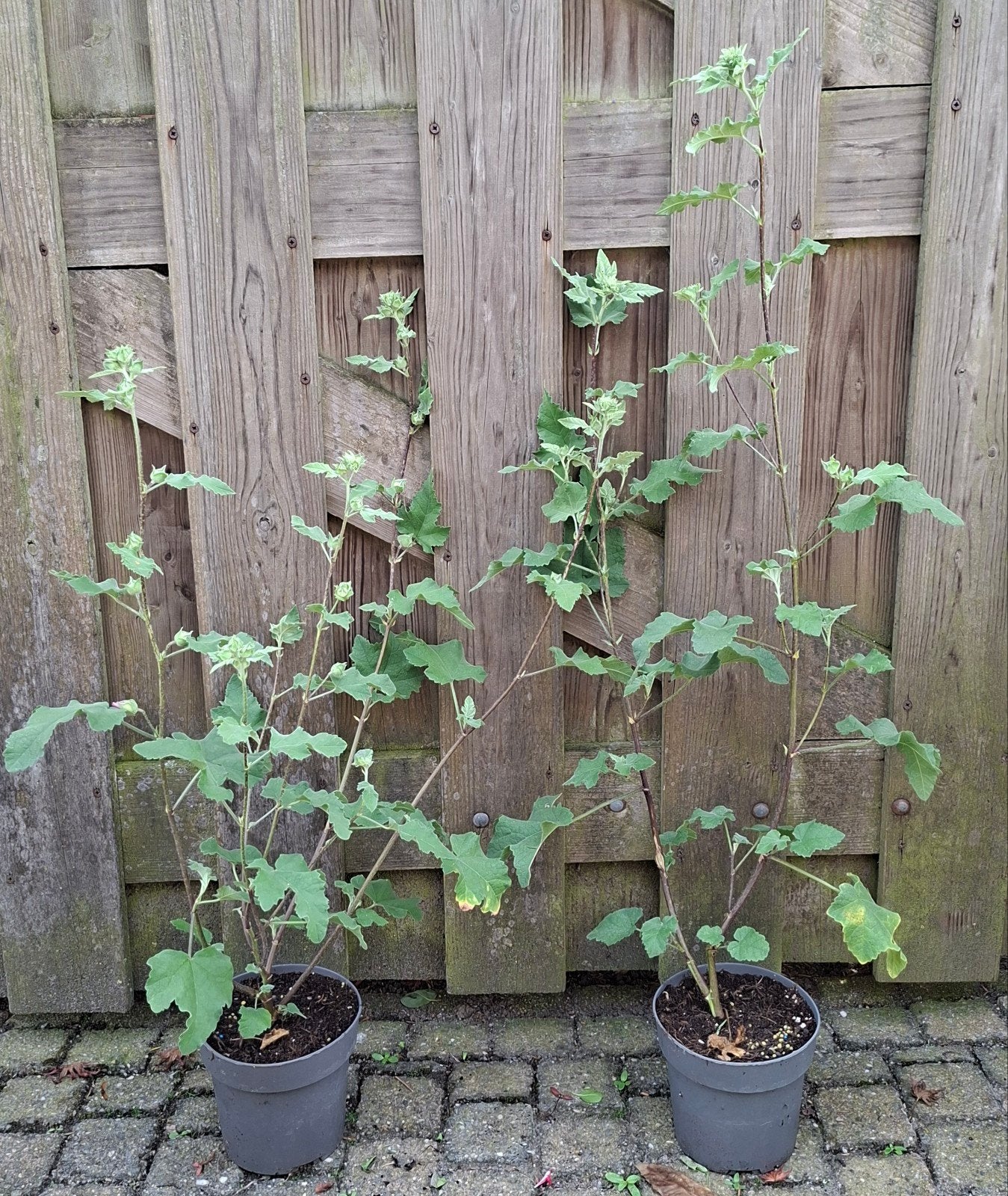 Lavatera Rosea langbloeiende roze struik Struikmalva, Ophalen, Vaste plant, Overige soorten, Volle zon