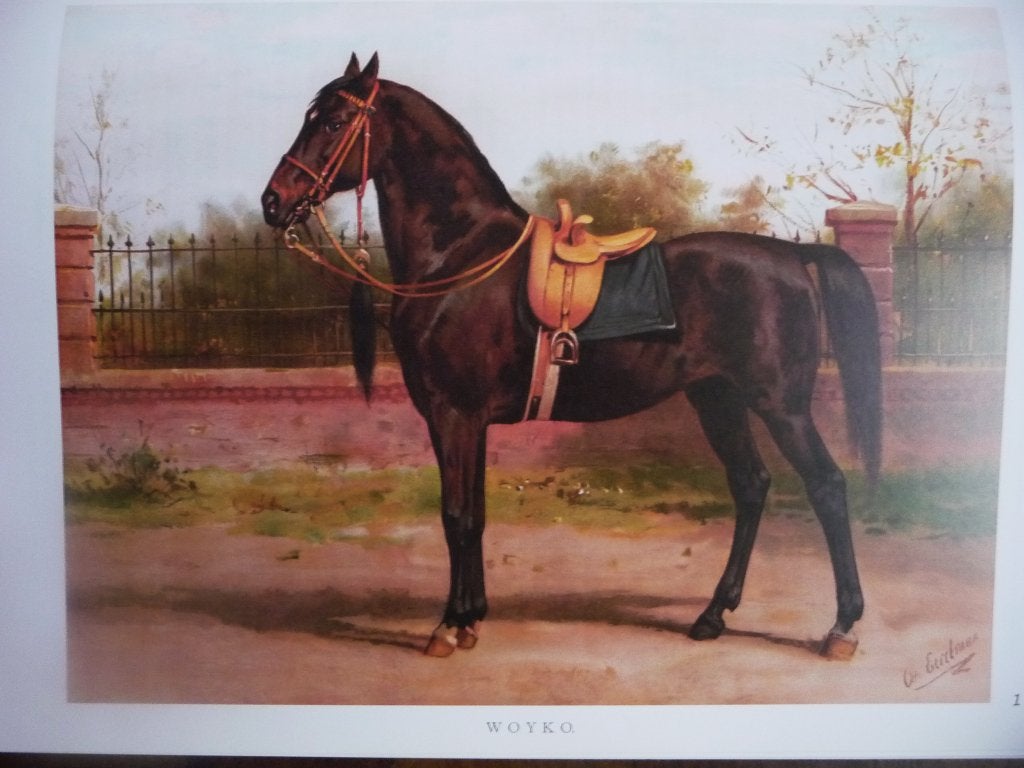 Boek met 40 foto's van Paarden van Eerelman, Ophalen of Verzenden, Overige diersoorten, Quadekker, Zo goed als nieuw