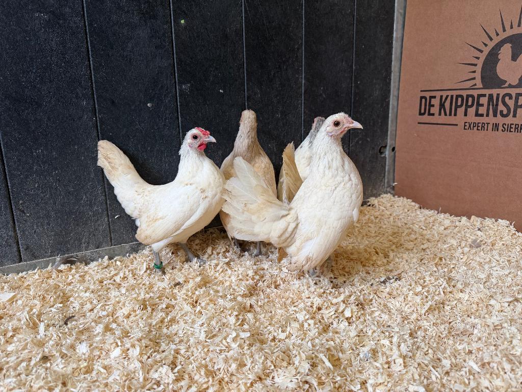Jonge tamme Sebright room wit gezoomd gesekst en ingeënt, Dieren en Toebehoren, Pluimvee, Vrouwelijk, Kip