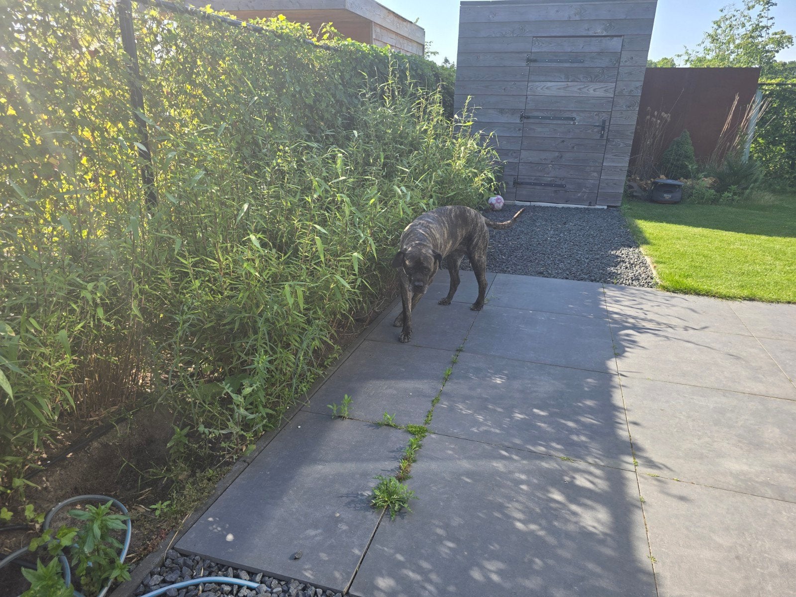 Bamboe planten te koop, Ophalen of Verzenden, Bloeit niet, Overige soorten, Halfschaduw