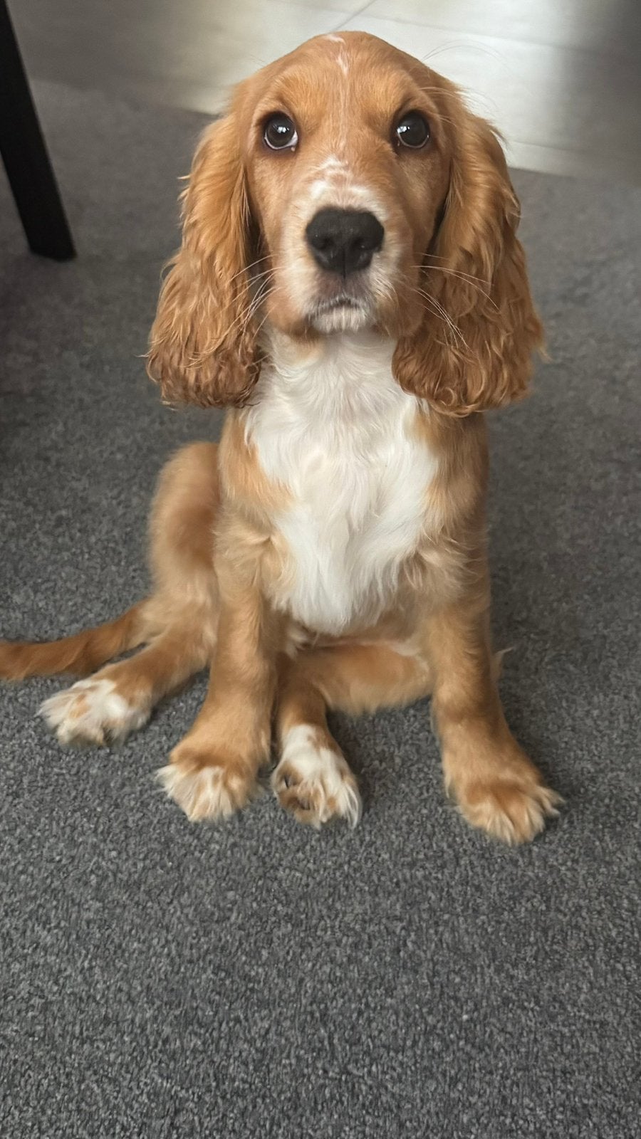 Te koop Engelse Cocker Spaniel  teefje, Dieren en Toebehoren, Parvo, 8 tot 15 weken, Teef, Eén hond