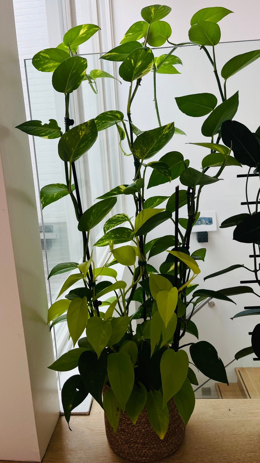 Epipremnum, Huis en Inrichting, Groene kamerplant, Ophalen, Halfschaduw, 100 tot 150 cm