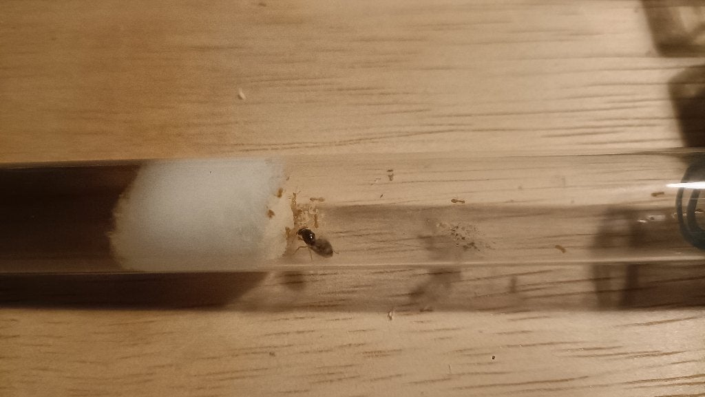 Lasius Flavus mieren met koningin, Mieren