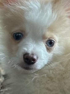 Pomchi puppy reutje 💙🐾  pup pomeriaan x chihauhau, Dieren en Toebehoren, Reu, 8 tot 15 weken, Parvo, Eén hond