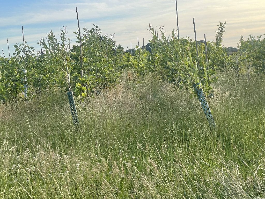 Bomen verkoelend oa Plataan, Tuin en Terras, Zonneschermen, Nieuw, Overige typen, Ophalen