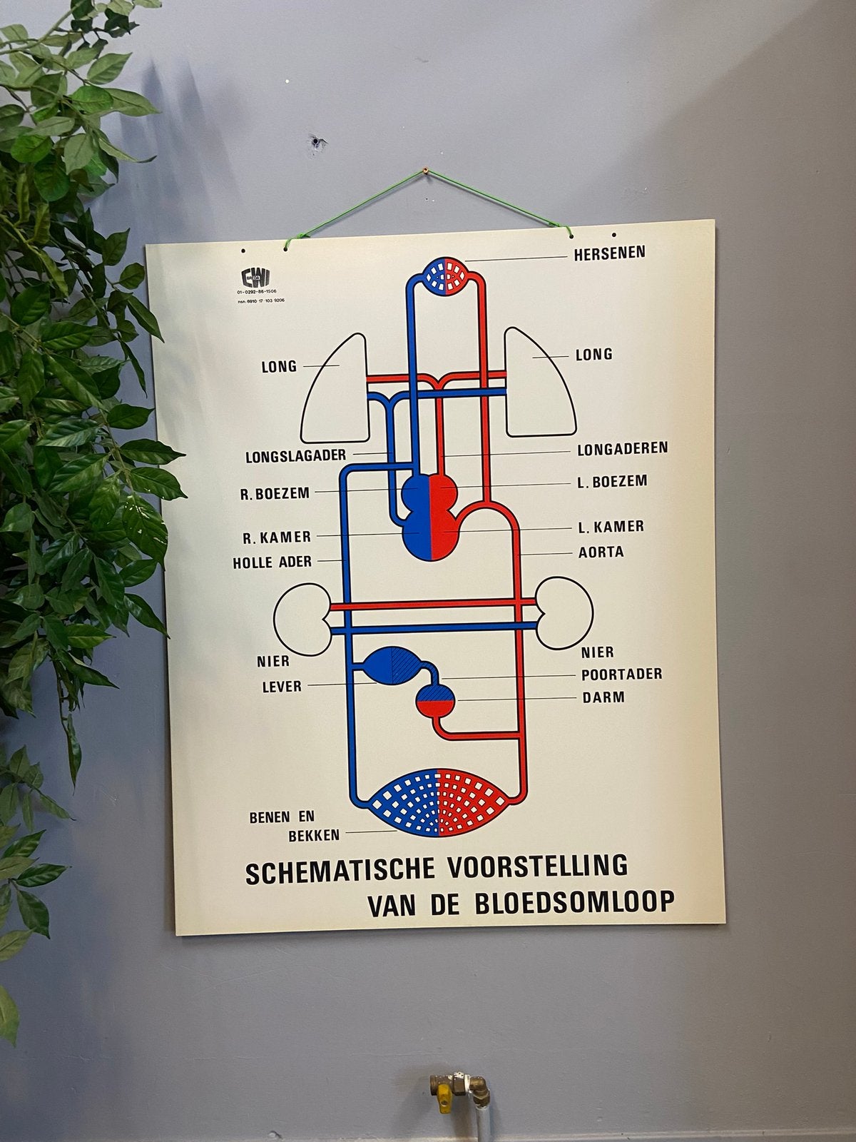 Schoolkaart medische leskaart educatief bloedsomloop CWI, Verzamelen, Militaria | Algemeen, Ophalen, Overige typen, Overige soorten