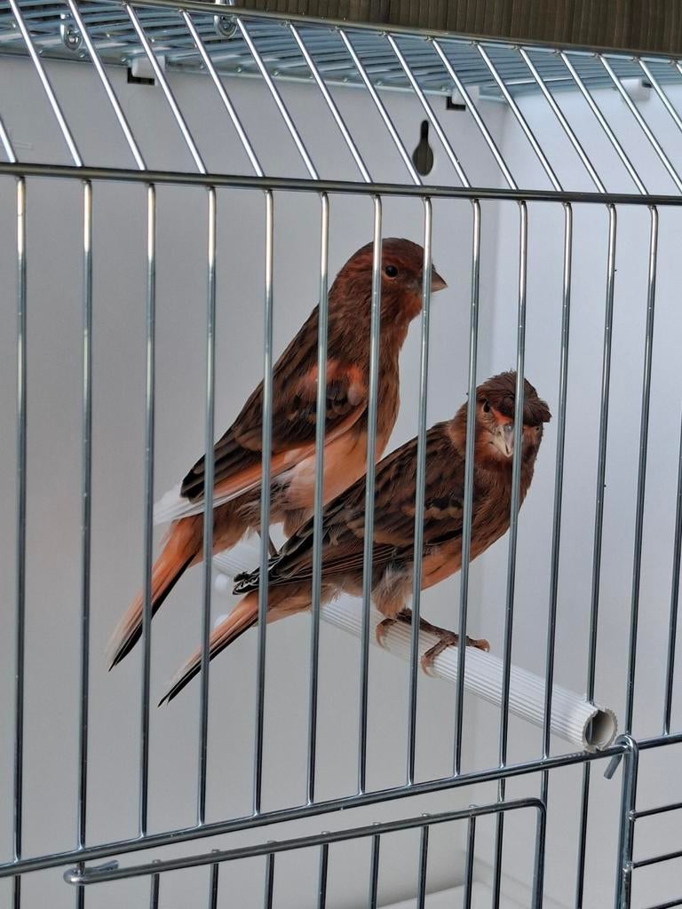 Mooie Jonge Harlekijn kanaries, Dieren en Toebehoren, Vogels | Kanaries, Geslacht onbekend, Kleurkanarie