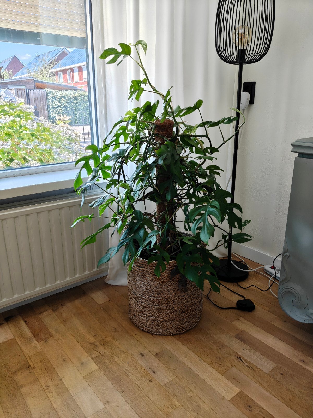Monstera, Groene kamerplant, Ophalen, Halfschaduw, 100 tot 150 cm