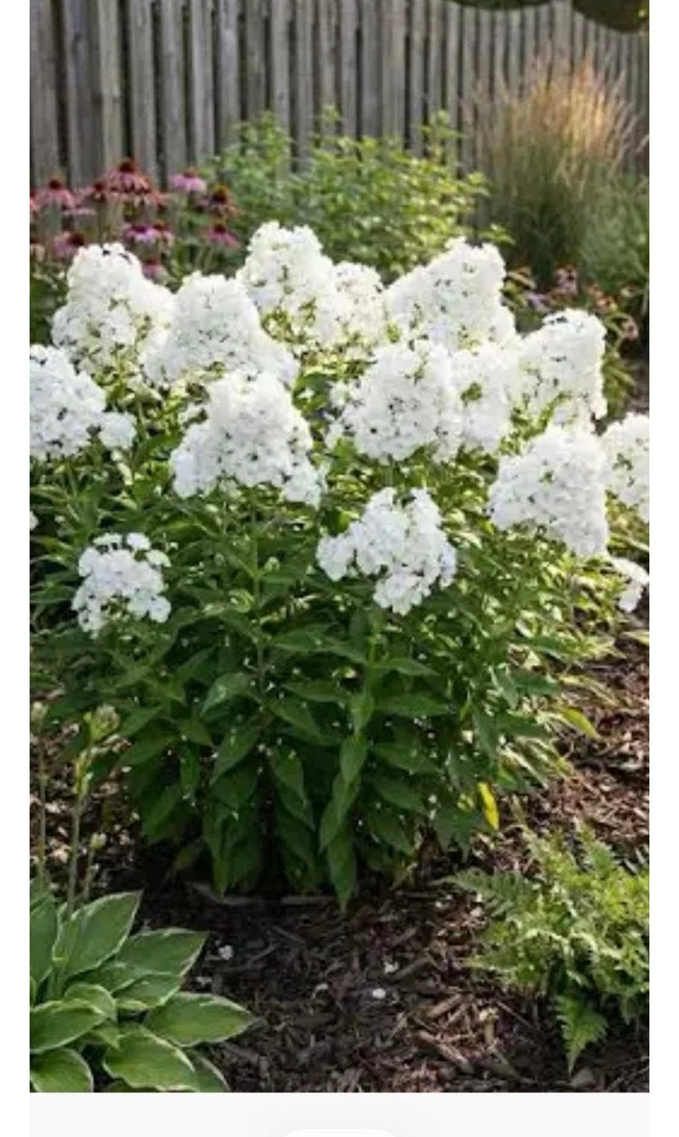 Stekjes van de phlox, Overige soorten, Volle zon, Vaste plant, Ophalen of Verzenden