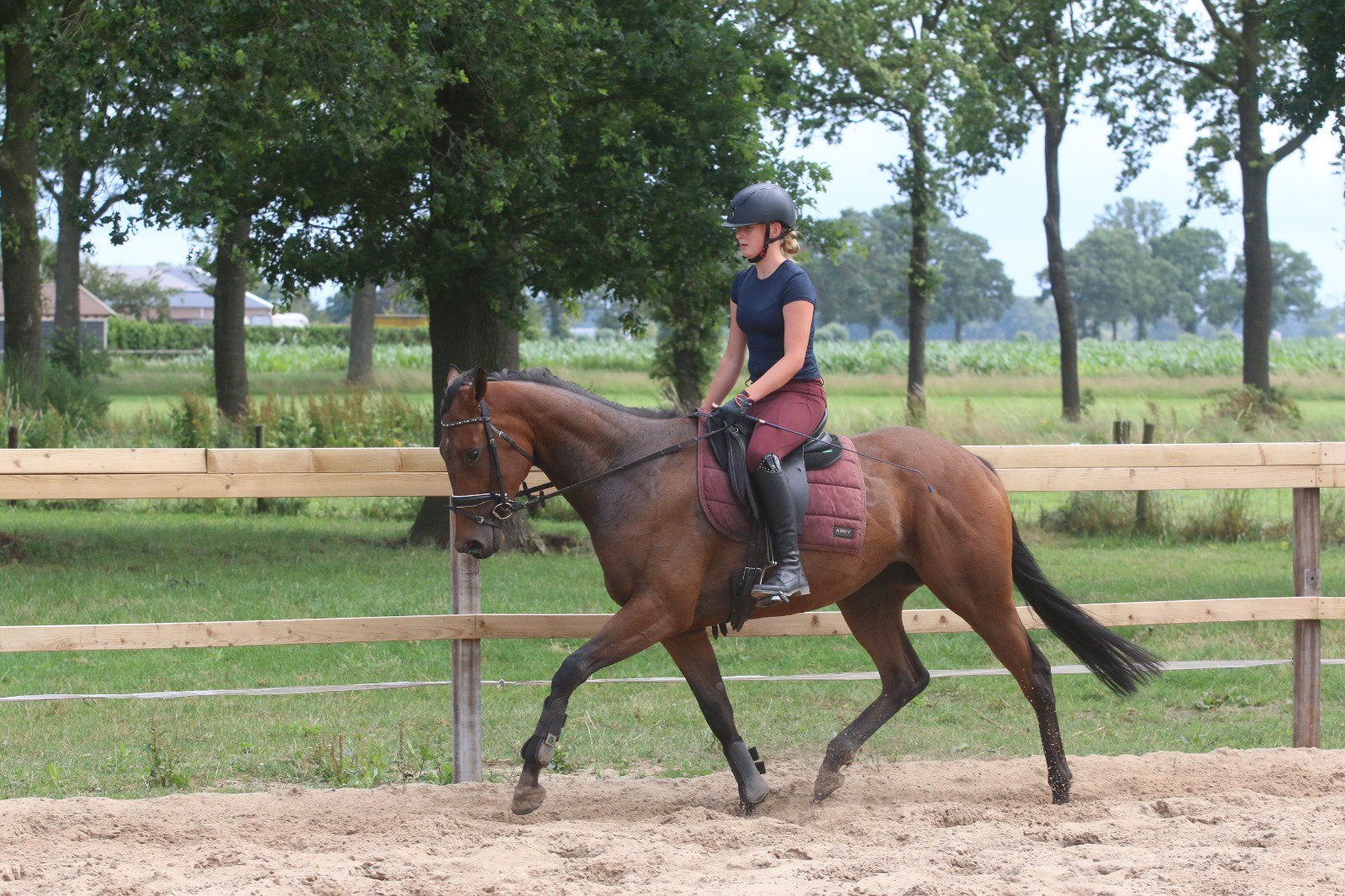 Super lieve grote E pony, 3 tot 6 jaar, Merrie, E pony (1.48m - 1.57m), Met stamboom