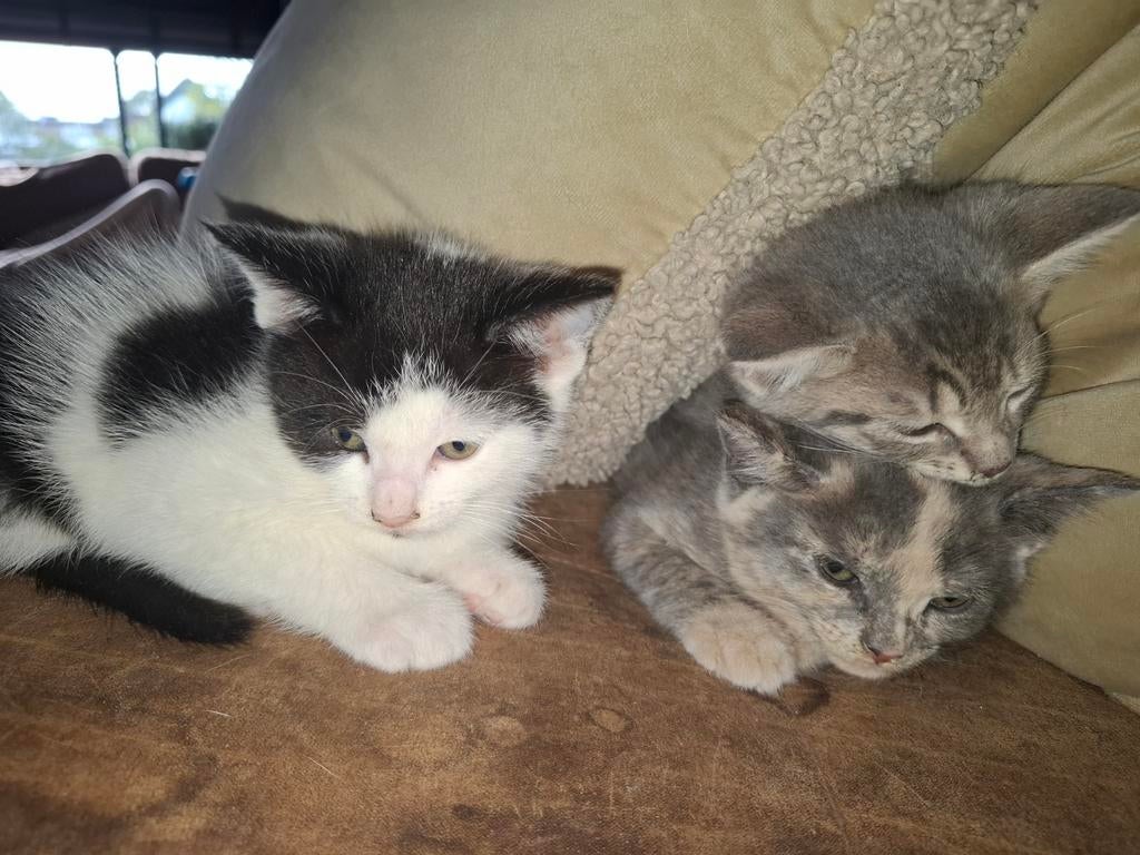 Nestje met 3 kittens, Dieren en Toebehoren, Katten en Kittens | Overige Katten, Meerdere dieren, Kortharig, 0 tot 2 jaar
