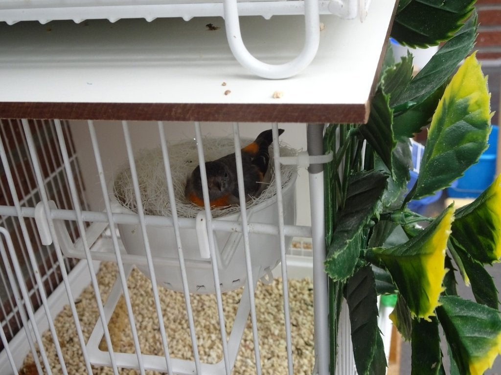 kapoetsen sijsjes, Dieren en Toebehoren, Meerdere dieren, Tropenvogel