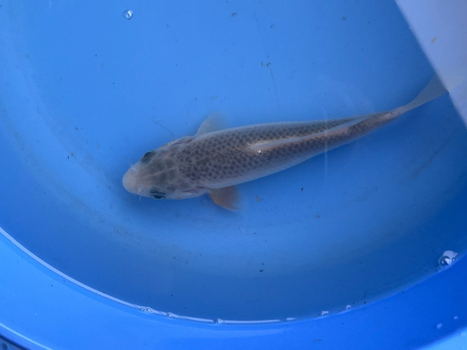 Asagi, Dieren en Toebehoren, Vissen | Vijvervissen, Karper of Koi