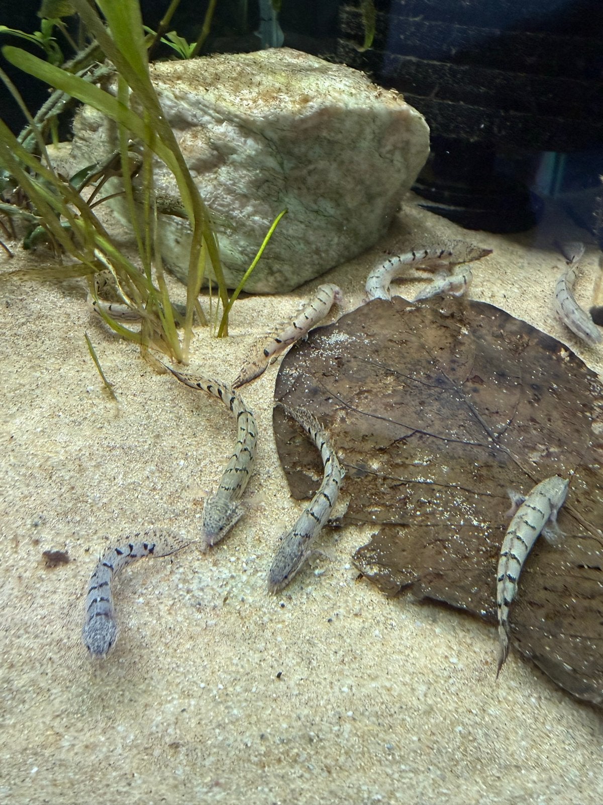 Polypterus delhezi, Dieren en Toebehoren, Vis