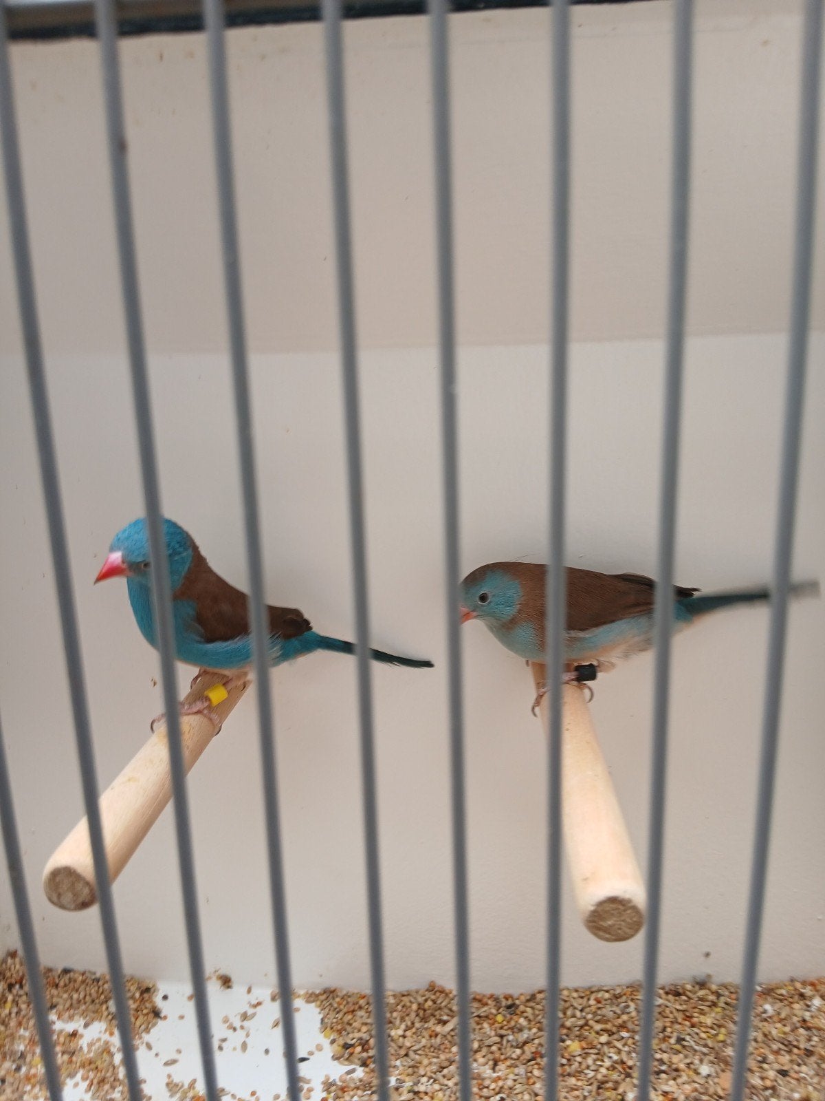 Te koop  3 koppels blauwkop  fazanten geringd 2026, Dieren en Toebehoren, Meerdere dieren, Geringd