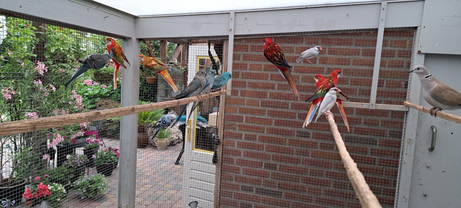 Te koop 5 rosellas koppel plus 3 jongen., Meerdere dieren, Parkiet, Geringd