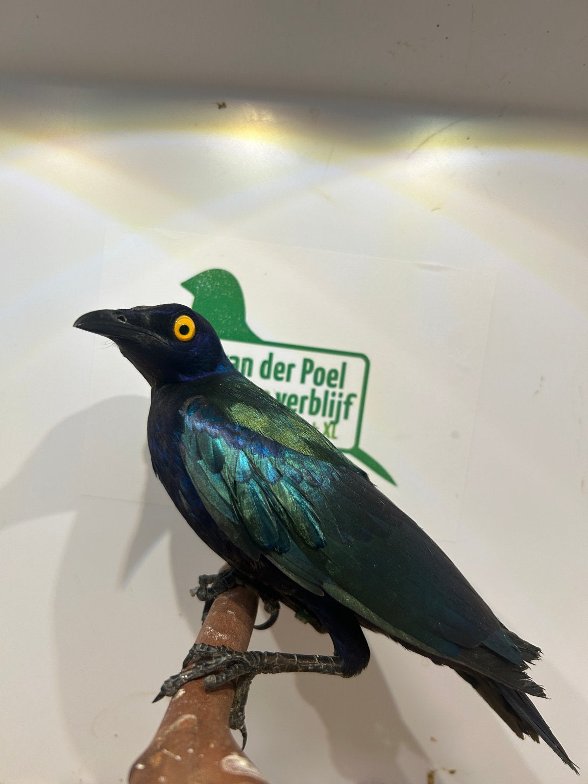 0-1 purper glansspreeuw, Dieren en Toebehoren, Vrouwelijk, Tropenvogel