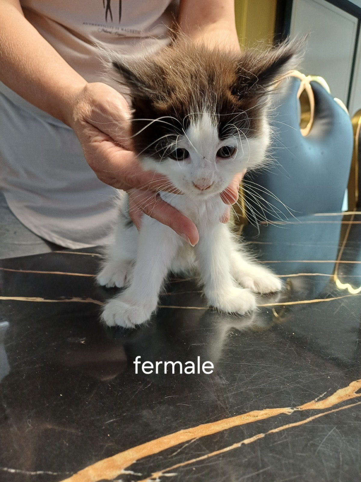maine coon