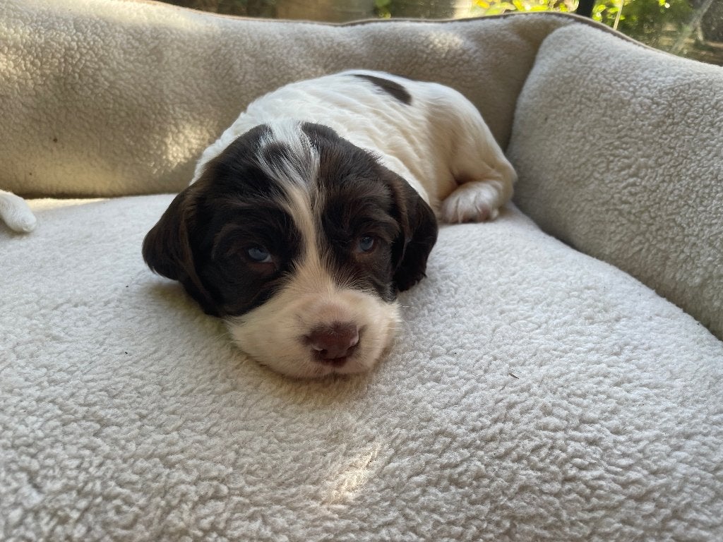 Engelse Springer Spaniël pups te koop, 8 tot 15 weken, Meerdere, Meerdere dieren, Spaniël