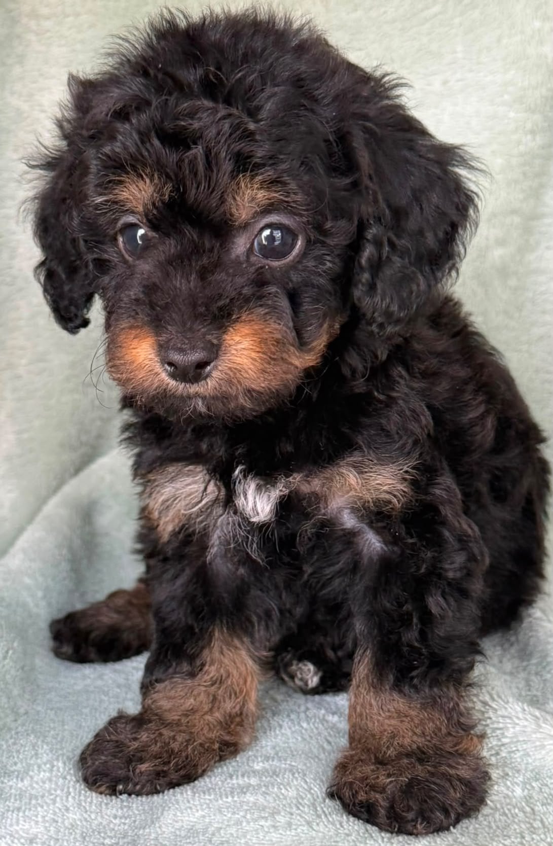 Prachtige Toypoedel, Toy poedel pups BLACK AND TAN, Dieren en Toebehoren, Honden | Chihuahua's en Gezelschapshonden, Poedel, Parvo