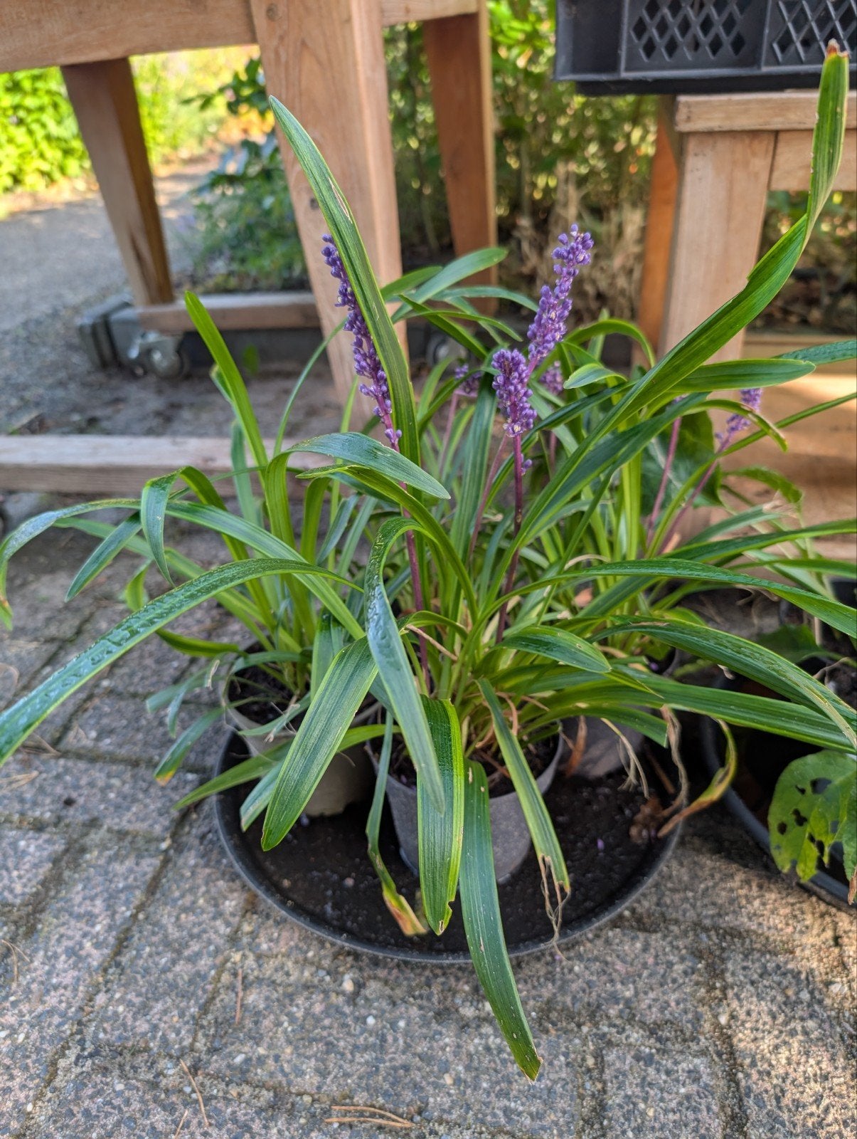 Bonte Liriope stekken voor €2,- (vaste plant) aan de weg, Ophalen, Vaste plant, Siergrassen, Volle zon