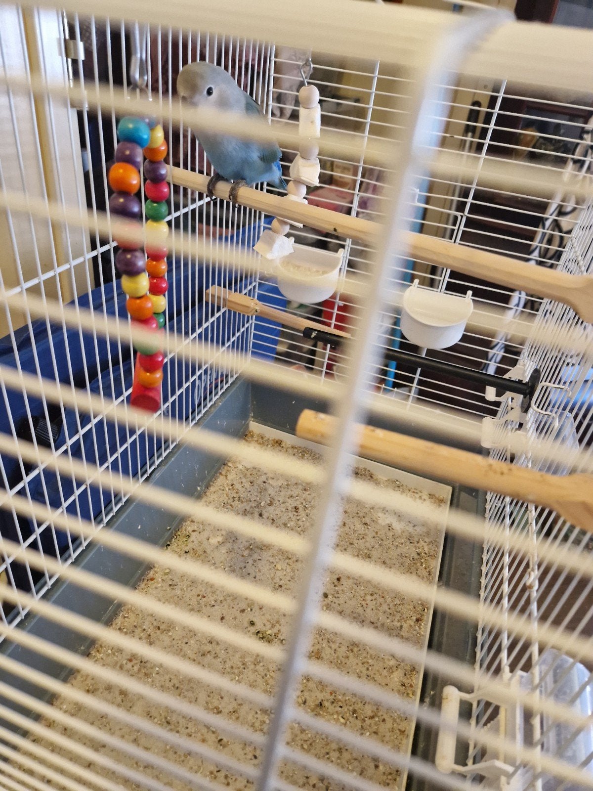 Vogels acapolis blauw, Ophalen, Zo goed als nieuw, Metaal, Vogelkooi