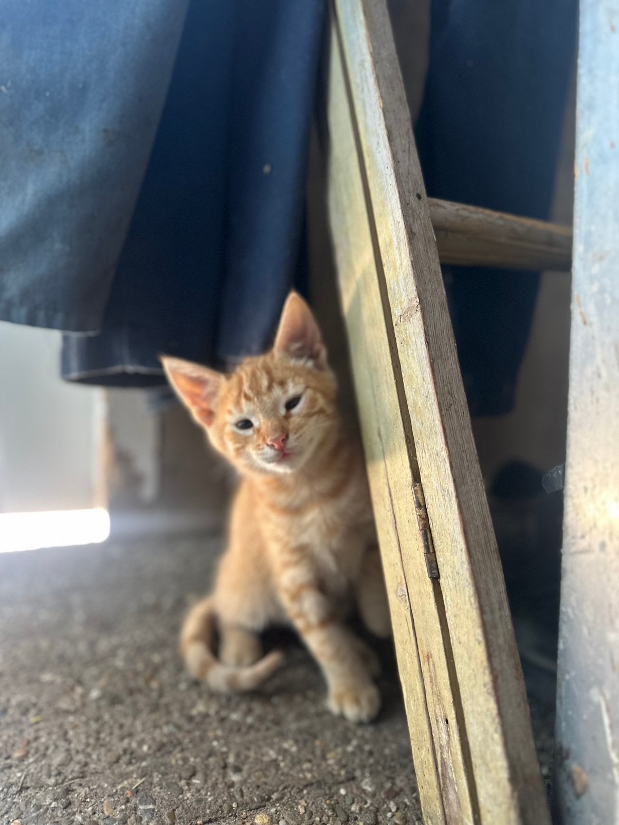 Mooie poesjes te koop, Meerdere dieren